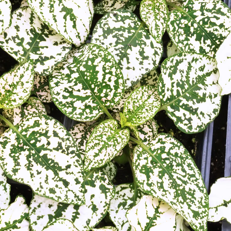 Polka Dot Plant, Hypoestes Plant 3 Inches Potted, Polka Dot Plant Live Houseplants, Live House Plant