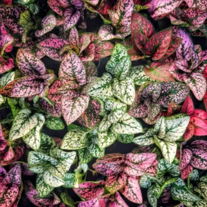 Polka Dot Plant, Hypoestes Plant 3 Inches Potted, Polka Dot Plant Live Houseplants, Live House Plant