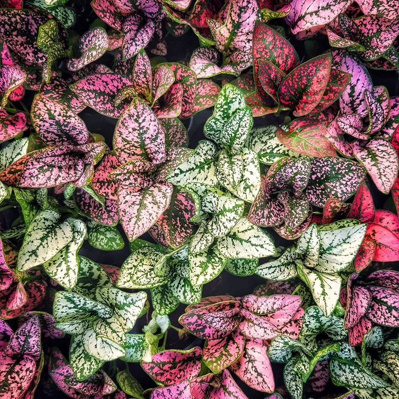 Polka Dot Plant, Hypoestes Plant 3 Inches Potted, Polka Dot Plant Live Houseplants, Live House Plant