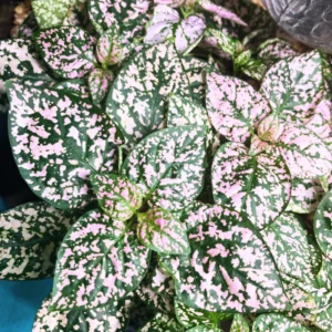 Polka Dot Plant, Hypoestes Plant 3 Inches Potted, Polka Dot Plant Live Houseplants, Live House Plant