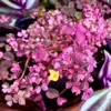 Shamrock Plant, Oxalis Plant Live 2.5 Inches Pot, Oxalis House Plant Live Indoor For Planting