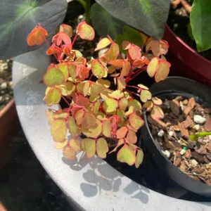 Shamrock Plant, Oxalis Plant Live 2.5 Inches Pot, Oxalis House Plant Live Indoor For Planting