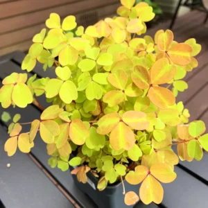 Shamrock Plant, Oxalis Plant Live 2.5 Inches Pot, Oxalis House Plant Live Indoor For Planting