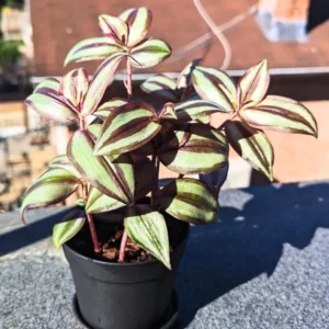 Wandering Jew Live Plant Indoor, Tradescantia Live Plant 2.5 Inches Pot, Indoor Plant Live Houseplants, Vine Plant