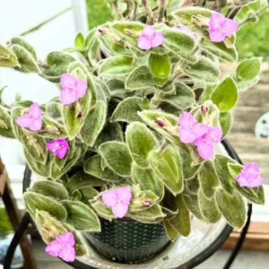 Wandering Jew Live Plant Indoor, Tradescantia Live Plant 2.5 Inches Pot, Indoor Plant Live Houseplants, Vine Plant