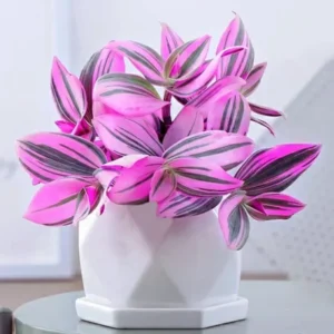 Wandering Jew Live Plant Indoor, Tradescantia Live Plant 2.5 Inches Pot, Indoor Plant Live Houseplants, Vine Plant