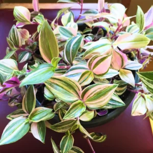 Wandering Jew Live Plant Indoor, Tradescantia Live Plant 2.5 Inches Pot, Indoor Plant Live Houseplants, Vine Plant