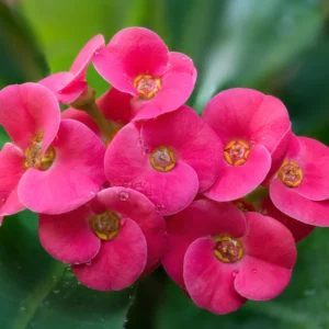 Crown Of Thorn Live Plant, Euphorbia Milii Flowering Cactus Plant 4 Inches Pot, Cactus Houseplant