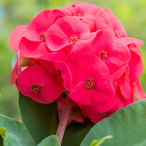 Crown Of Thorn Live Plant, Euphorbia Milii Flowering Cactus Plant 4 Inches Pot, Cactus Houseplant