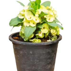 Crown Of Thorn Live Plant, Euphorbia Milii Flowering Cactus Plant 4 Inches Pot, Cactus Houseplant