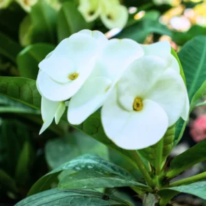 Crown Of Thorn Live Plant, Euphorbia Milii Flowering Cactus Plant 4 Inches Pot, Cactus Houseplant