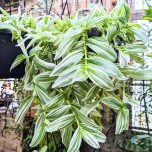 Wandering Jew Live Plant Indoor, Tradescantia Live Plant 2.5 Inches Pot, Indoor Plant Live Houseplants, Vine Plant