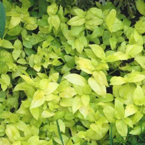 Wandering Jew Live Plant Indoor, Tradescantia Live Plant 2.5 Inches Pot, Indoor Plant Live Houseplants, Vine Plant