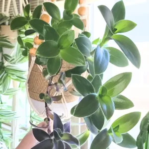 Wandering Jew Live Plant Indoor, Tradescantia Live Plant 2.5 Inches Pot, Indoor Plant Live Houseplants, Vine Plant