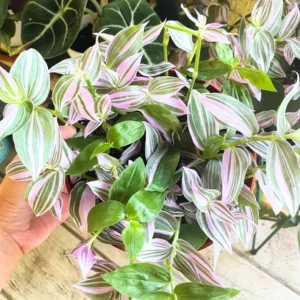 Wandering Jew Live Plant Indoor, Tradescantia Live Plant 2.5 Inches Pot, Indoor Plant Live Houseplants, Vine Plant