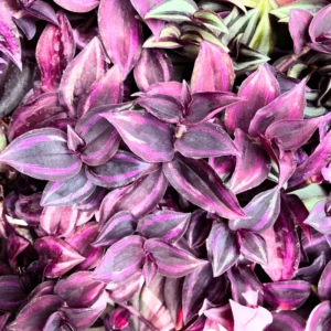 Wandering Jew Live Plant Indoor, Tradescantia Live Plant 2.5 Inches Pot, Indoor Plant Live Houseplants, Vine Plant