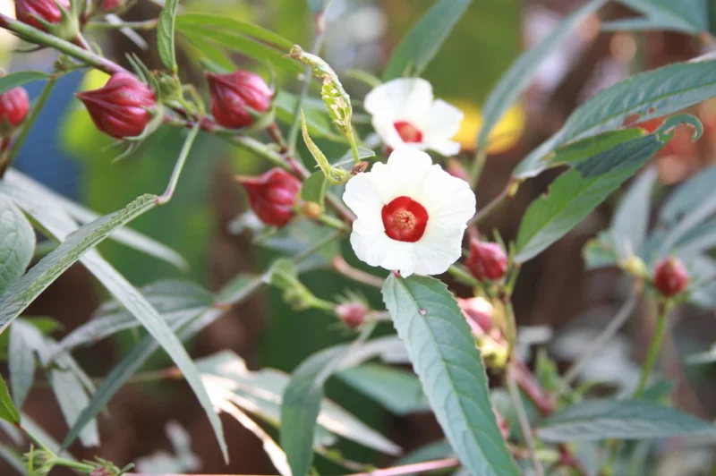 roselle hibiscus plant with blooming flower
