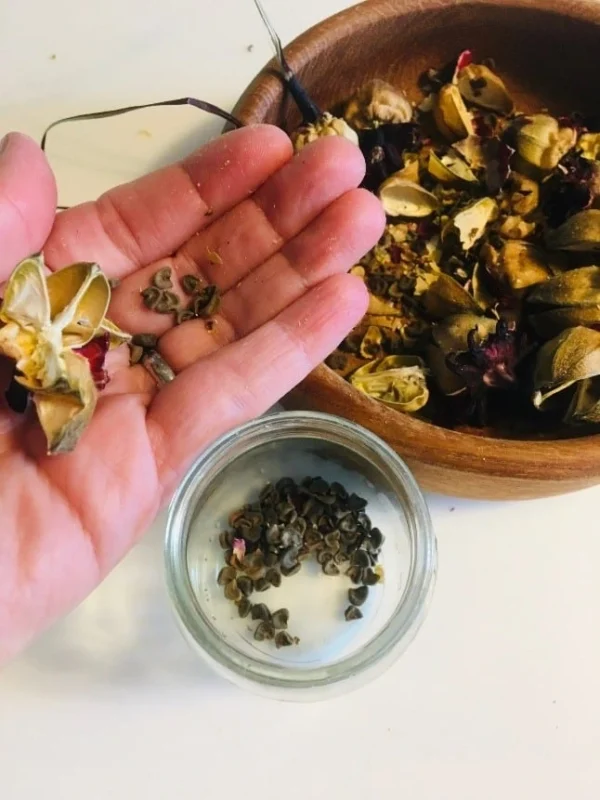 A handful of roselle seeds ready for planting