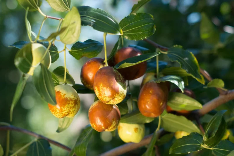 A ripe Li Jujube fruit hanging on a branch