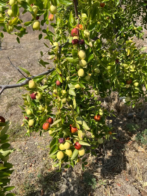  Growing Li Jujube, A sunny backyard with well-draining soil and a small Li Jujube sapling)