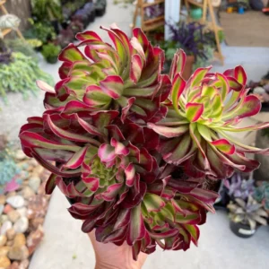Aeonium Mardi Gras