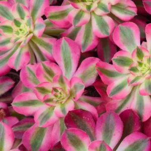 Aeonium Pink Witch