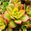 Aeonium Starburst