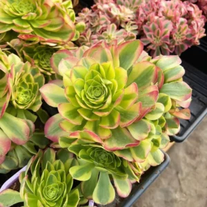 Halloween Variegated