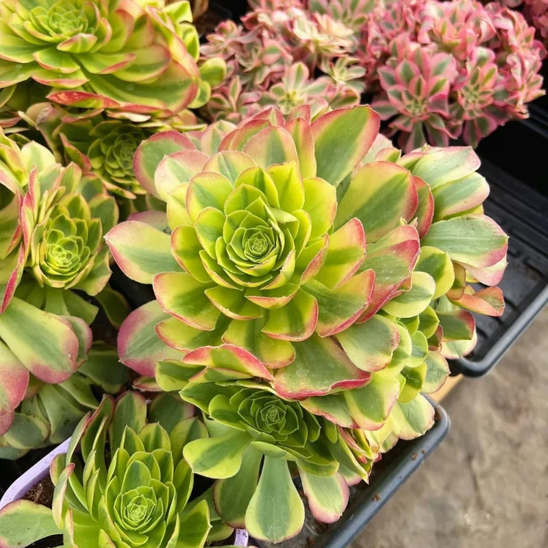 Halloween Variegated