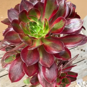 Aeonium Mardi Gras