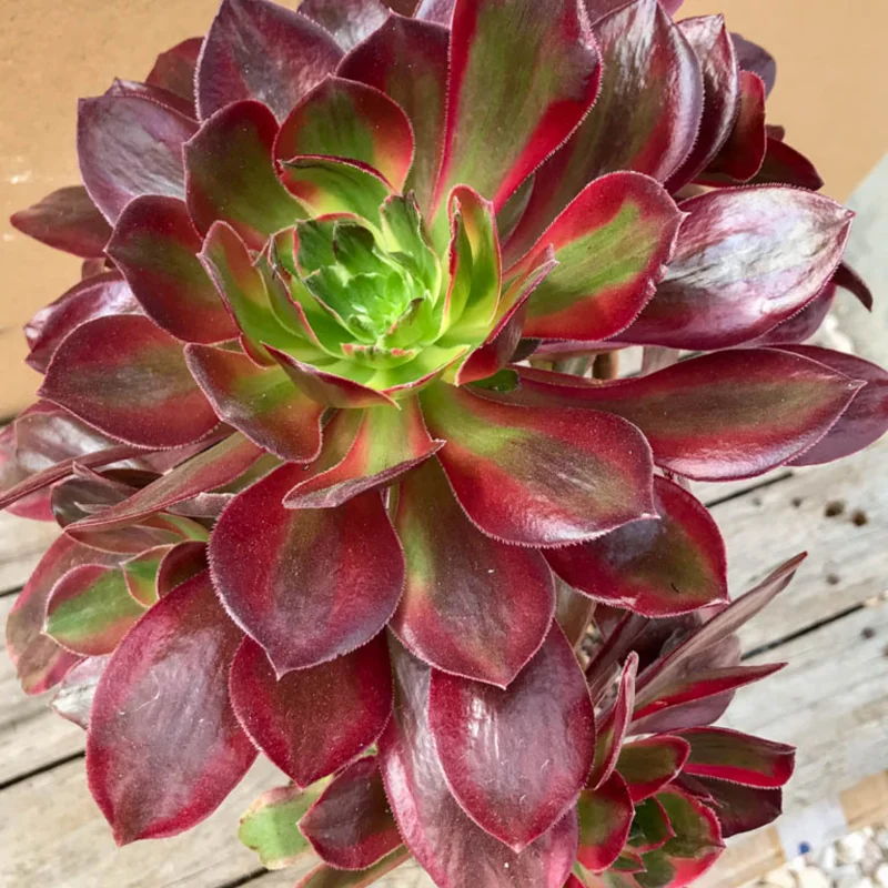 Aeonium Mardi Gras