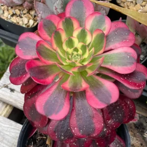 Aeonium Medusa