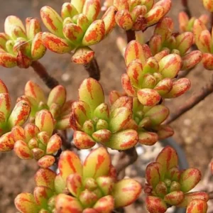 Aeonium Sedifolium