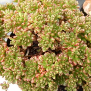 Aeonium Sedifolium