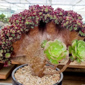 Aeonium Arboreum Velour Crested
