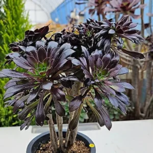 Aeonium Peacock Feather