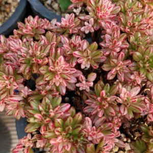 Aeonium Sedifolium