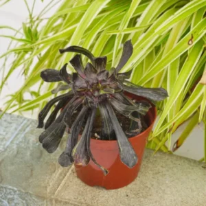 Aeonium Peacock Feather