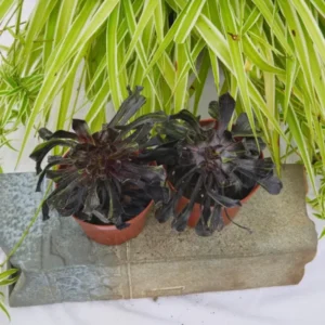 Aeonium Peacock Feather