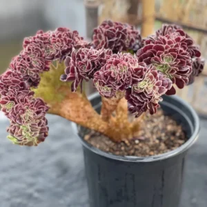 Aeonium Canariense Variegated