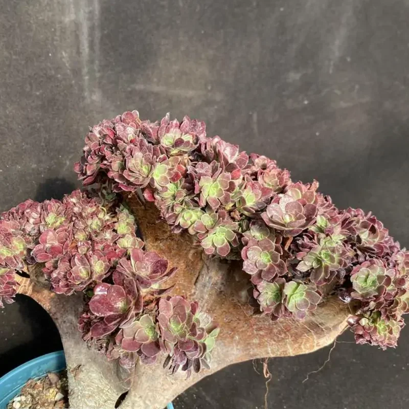 Aeonium Canariense Variegated