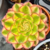 Aeonium Succulent Plant - 3 to 5 Inch Tall- for Indoor or Outdoor Planting