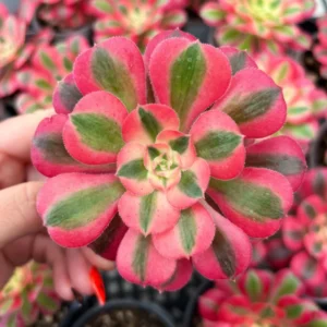 Aeonium Pink Witch