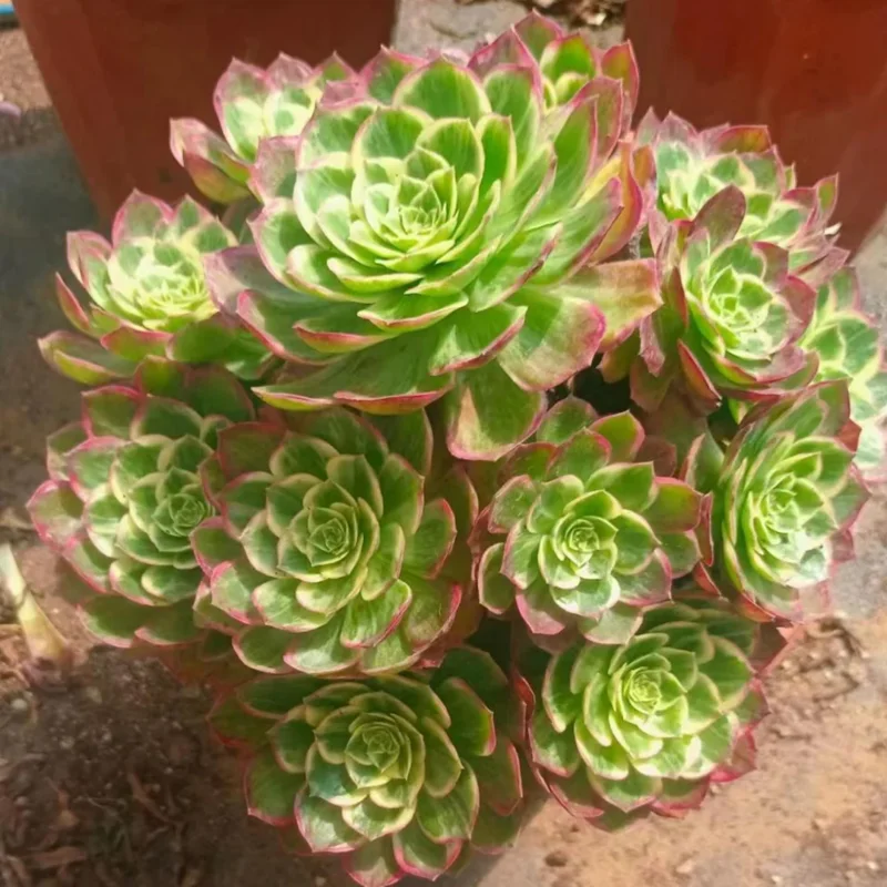 Halloween Variegated