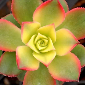 Aeonium Starburst