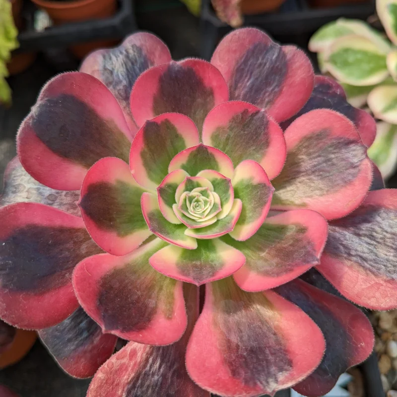 Aeonium Medusa