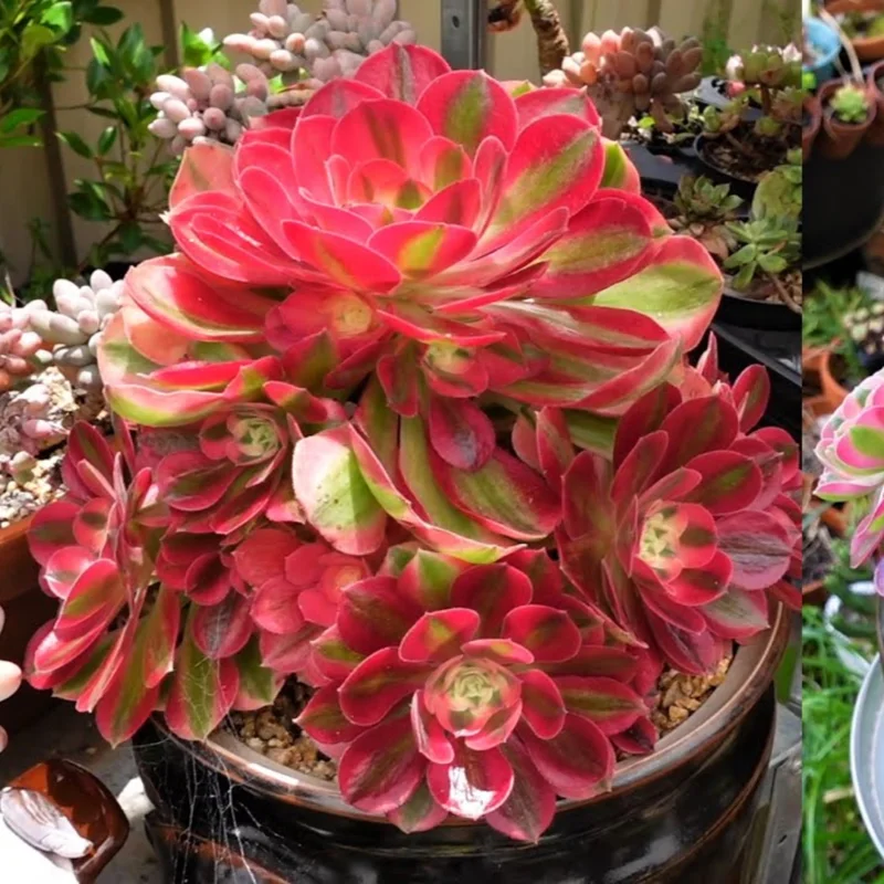 Aeonium Pink Witch