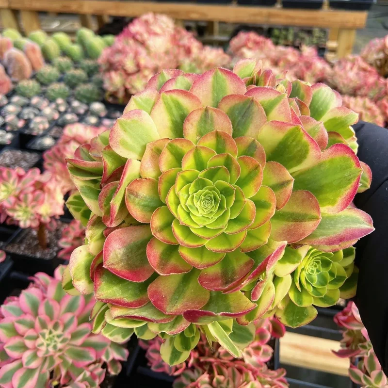 Halloween Variegated