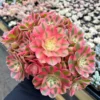 Aeonium Pink Witch