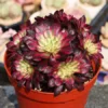 Aeonium Mardi Gras